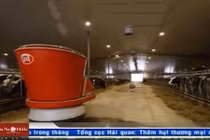 Robot vắt sữa bò hoạt động ưu việt thế nào?