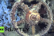 Bất ngờ tìm thấy tàu chiến lớn nhất thế giới dưới biển