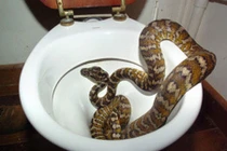 Khuyến cáo: Nên xả nước trước khi dùng bồn cầu