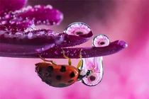 Khám phá thế giới côn trùng đẹp mê li như cổ tích qua lăng kính nhiếp ảnh diệu kỳ