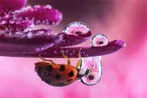 Khám phá thế giới côn trùng đẹp mê li như cổ tích qua lăng kính nhiếp ảnh diệu kỳ