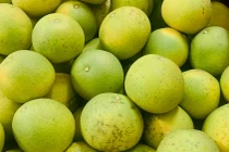 Bưởi được bán với giá 9.000 đồng/quả khiến chị em mua vài chục quả 1 lần ăn không chán