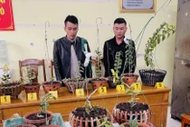 Thanh Hóa: Đột nhập nhà dân, trộm lan đột biến tiền tỷ