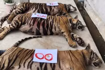 8/17 con hổ đã chết sau thu giữ ở Nghệ An: Trách nhiệm của ai?