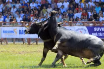 Tết Tân Sửu 2021: Nhìn lại những thế võ dũng mãnh trâu chọi Đồ Sơn