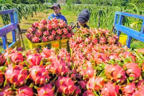 Bình Thuận nói gì về tin Trung Quốc phát hiện SARS-CoV-2 trên bao bì thanh long?