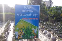 Bất thường dự án trồng cây nha đam của Cty Biobee Việt Pháp