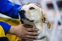 Chó cưng bỗng sủa inh ỏi trong vườn, chủ khó hiểu nhìn lên...