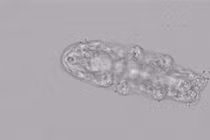 Ghi lại cảnh gấu nước đi lại để nghiên cứu, kết quả... yêu vô cùng