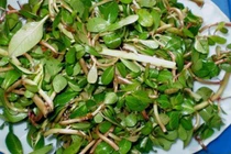 Loại rau cho lợn ăn, mọc dại, nhổ vứt đi không hết nay thành đặc sản 