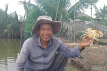 Giá cua gạch ngon nhất miền Tây 'nhảy múa' 800.000 đồng/kg trước 30/4-1/5