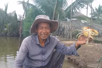 Giá cua gạch ngon nhất miền Tây 'nhảy múa' 800.000 đồng/kg trước 30/4-1/5