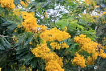 Choáng ngợp hoa phượng vàng nở khắp đường phố Đắk Nông