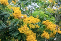 Choáng ngợp hoa phượng vàng nở khắp đường phố Đắk Nông