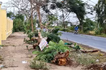 Cây đổ đè chết nữ điều dưỡng: Mạng người không phải để... rút kinh nghiệm