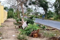 Cây đổ đè chết nữ điều dưỡng: Mạng người không phải để... rút kinh nghiệm
