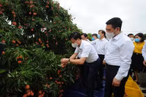 Hải Dương đưa nông sản, vải thiều vượt “bão COVID-19”… lên sàn, xuất khẩu