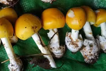 Ăn nấm lạ, 7 người ở Phú Quốc bị ngộ độc