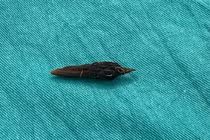 Nuốt hạt táo đỏ, người phụ nữ phải nhập viện cấp cứu 