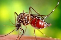 Colombia ban bố tình trạng khẩn cấp do bùng phát sốt vàng da 