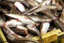 Bộ Y tế vào cuộc vụ ngộ độc cá nóc tại Cà Mau