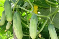 Thực phẩm “đại kỵ” với dưa chuột, nên biết để tránh 