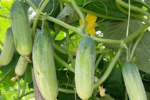 Thực phẩm “đại kỵ” với dưa chuột, nên biết để tránh 