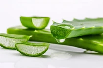 Công dụng tuyệt vời của nha đam