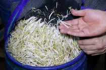 Vụ 3.500 tấn giá đỗ ngâm hóa chất ở Nghệ An: Người tiêu dùng hoang mang 