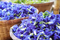 Tác dụng không ngờ của hoa đậu biếc với sức khỏe 