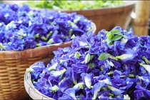 Tác dụng không ngờ của hoa đậu biếc với sức khỏe 
