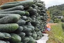 Loại rau củ nào “ngậm” ít thuốc trừ sâu?