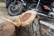 Đi xế hộp, cưa trộm gỗ sưa giữa Thủ đô