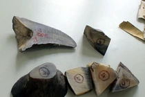 Việt Nam có “bảo kê” buôn lậu sừng tê giác?