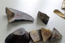 Việt Nam có “bảo kê” buôn lậu sừng tê giác?