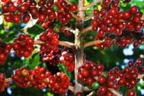 Giá cà phê hôm nay 4/2: Bất ngờ giảm mạnh 700 đồng/kg toàn Tây Nguyên