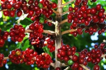 Giá cà phê hôm nay 4/2: Bất ngờ giảm mạnh 700 đồng/kg toàn Tây Nguyên