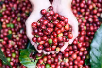 Giá cà phê hôm nay 11/1: Đồng loạt giảm 200 đồng/kg