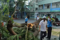 Vụ cây phượng bật gốc đè học sinh chết thảm: Ai bồi thường cho cha mẹ nạn nhân?