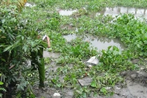 Phát hiện thi thể trôi trên sông Sài Gòn