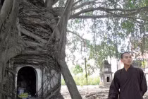 Ly kỳ cây sanh 300 tuổi có “phép lạ” ở Vĩnh Phúc