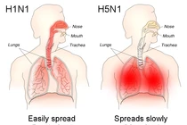 Cơ chế gây tử vong của cúm H5N1