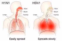 Cơ chế gây tử vong của cúm H5N1