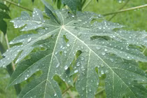 Lá đu đủ chữa được bệnh ung thư?