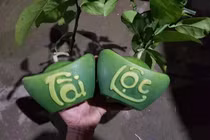 Hơn triệu đồng 1 quả bưởi “lạ”, khách tranh nhau đặt mua để thờ dịp Tết