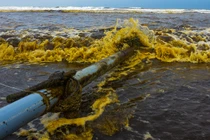 Tìm ra nguyên nhân khiến nước biển đổi màu cà phê ở Quảng Ngãi