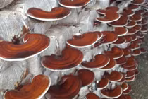 Thu nửa tỷ mỗi năm nhờ trồng loại cây vốn ít, lãi cao