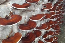 Thu nửa tỷ mỗi năm nhờ trồng loại cây vốn ít, lãi cao