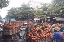 Người dân Lục Ngạn đổ xô đi bán vải, đường ùn tắc hàng cây số