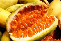 Cây từng mọc bờ mọc bụi, đem về nhà trồng cho quả “hốt bạc” 60.000 đồng/kg